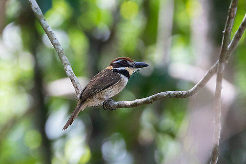 Chestnut-capped puffbird (Bucco macrodactylus) Laguna Ricuricocha, Tarapoto, San Mart&iacute;n, Peru. Jan 11, 2021 Bucco macrodactylus,Chestnut-capped puffbird,Geotagged,Peru,Summer