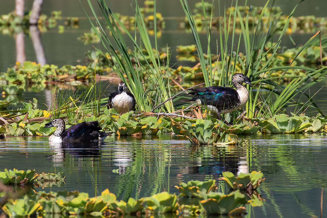 Comb ducks (Sarkidiornis sylvicola) Laguna Ricuricocha, Tarapoto, San Mart&iacute;n, Peru. Jan 11, 2021 Comb duck,Geotagged,Peru,Sarkidiornis sylvicola,Summer
