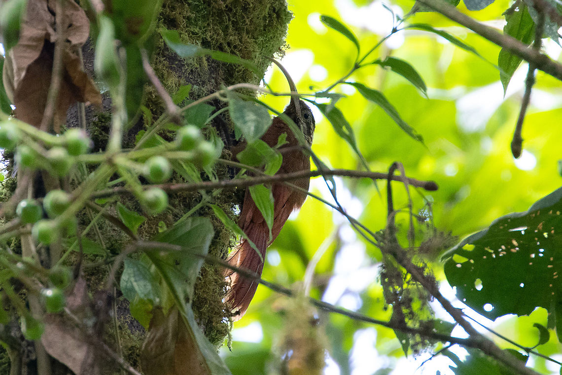 Greater scythebill (Drymotoxeres pucheranii) Owlet Lodge, Amazonas, Peru. Jan 21, 2021 Drymotoxeres pucheranii,Geotagged,Greater scythebill,Peru,Summer