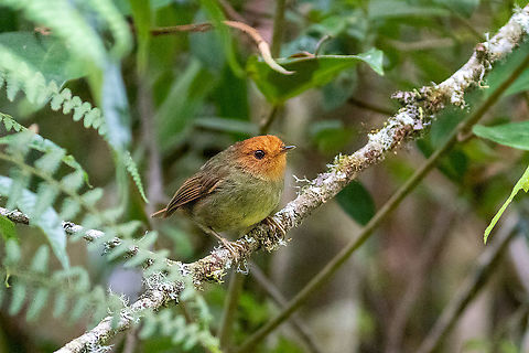 Rufous-headed Pygmy-tyrant (Pseudotriccus ruficeps) Owlet Lodge, Amazonas, Peru. Jan 21, 2021 Geotagged,Peru,Pseudotriccus ruficeps,Rufous-headed pygmy tyrant,Summer