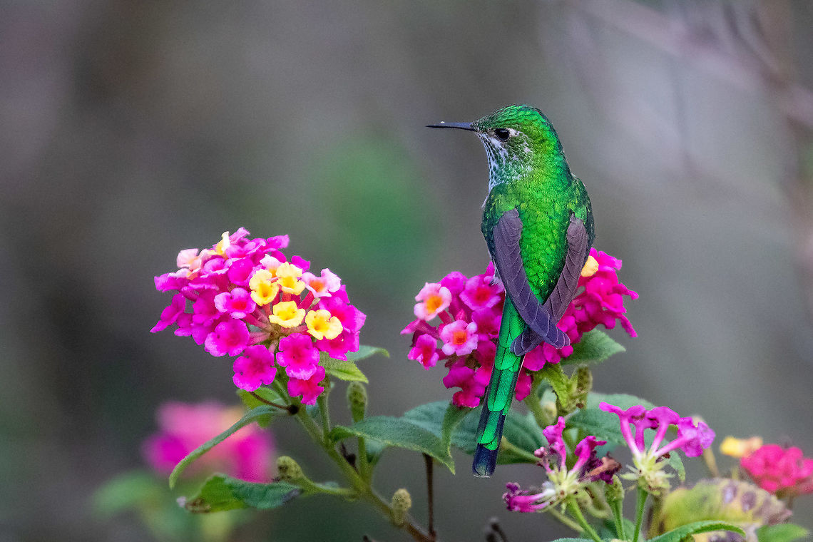 Female Green-tailed trainbearer (Lesbia nuna) Huembo Lodge, Amazonas, Peru. Jan 21, 2021 Geotagged,Green-tailed trainbearer,Lesbia nuna,Peru,Summer