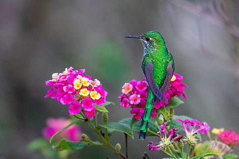 Female Green-tailed trainbearer (Lesbia nuna) Huembo Lodge, Amazonas, Peru. Jan 21, 2021 Geotagged,Green-tailed trainbearer,Lesbia nuna,Peru,Summer