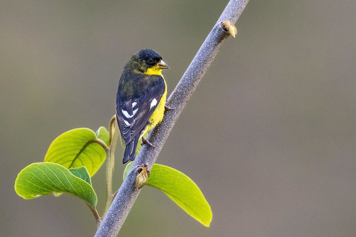 Lesser Goldfinch (Carduelis psaltria) Huembo Lodge, Amazonas, Peru. Jan 21, 2021 Carduelis psaltria,Geotagged,Lesser Goldfinch,Peru,Summer