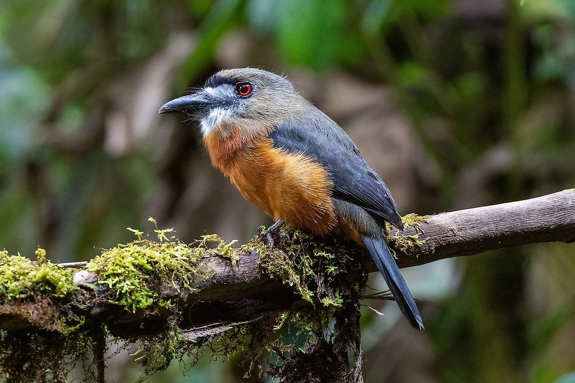 White-faced nunbird (Hapaloptila castanea) Owlet Lodge, Amazonas, Peru. Jan 21, 2021 Geotagged,Hapaloptila castanea,Peru,Summer,White-faced nunbird