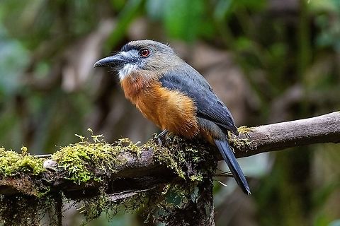 White-faced nunbird (Hapaloptila castanea) Owlet Lodge, Amazonas, Peru. Jan 21, 2021 Geotagged,Hapaloptila castanea,Peru,Summer,White-faced nunbird