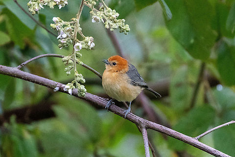 Buff-bellied tanager