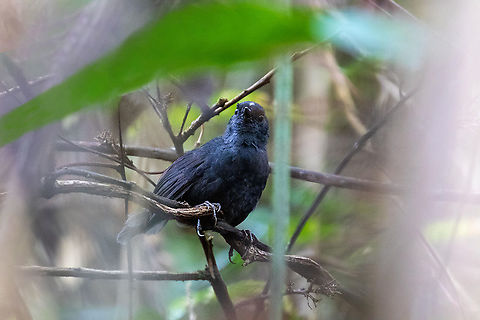 White-crowned Tapaculo (Scytalopus atratus) Huembo Lodge, Amazonas, Peru. Jan 22, 2021 Geotagged,Northern white-crowned tapaculo,Peru,Scytalopus atratus,Summer