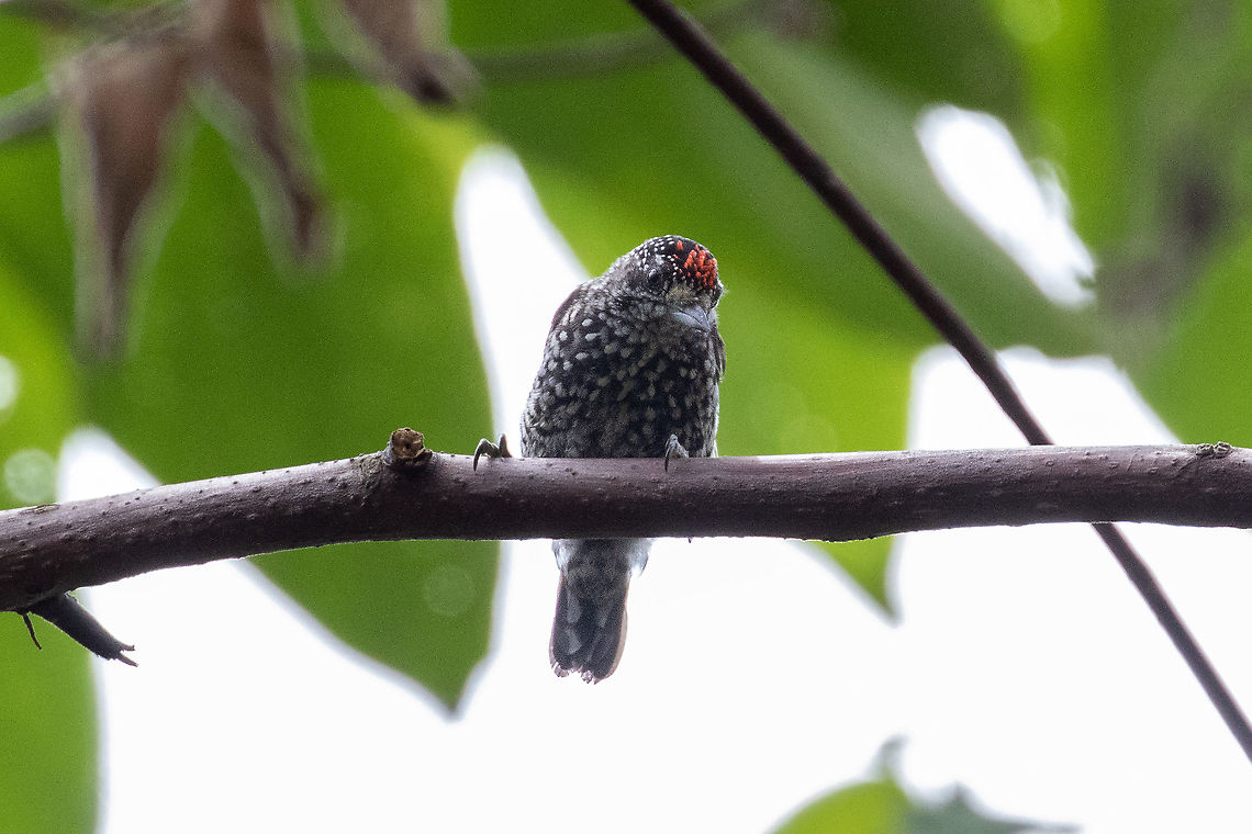 Speckle-chested piculet (Picumnus steindachneri) Huembo Lodge, Amazonas, Peru. Jan 22, 2021 Geotagged,Peru,Picumnus steindachneri,Speckle-chested piculet,Summer