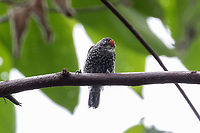 Speckle-chested piculet (Picumnus steindachneri) Huembo Lodge, Amazonas, Peru. Jan 22, 2021 Geotagged,Peru,Picumnus steindachneri,Speckle-chested piculet,Summer