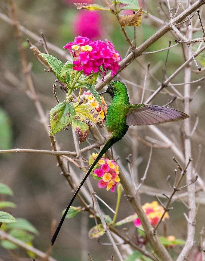 Male Green-tailed trainbearer (Lesbia nuna) Huembo Lodge, Amazonas, Peru. Jan 23, 2021 Geotagged,Green-tailed trainbearer,Lesbia nuna,Peru,Summer