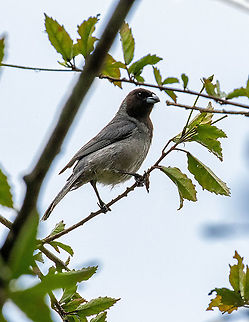 Black-faced tanager