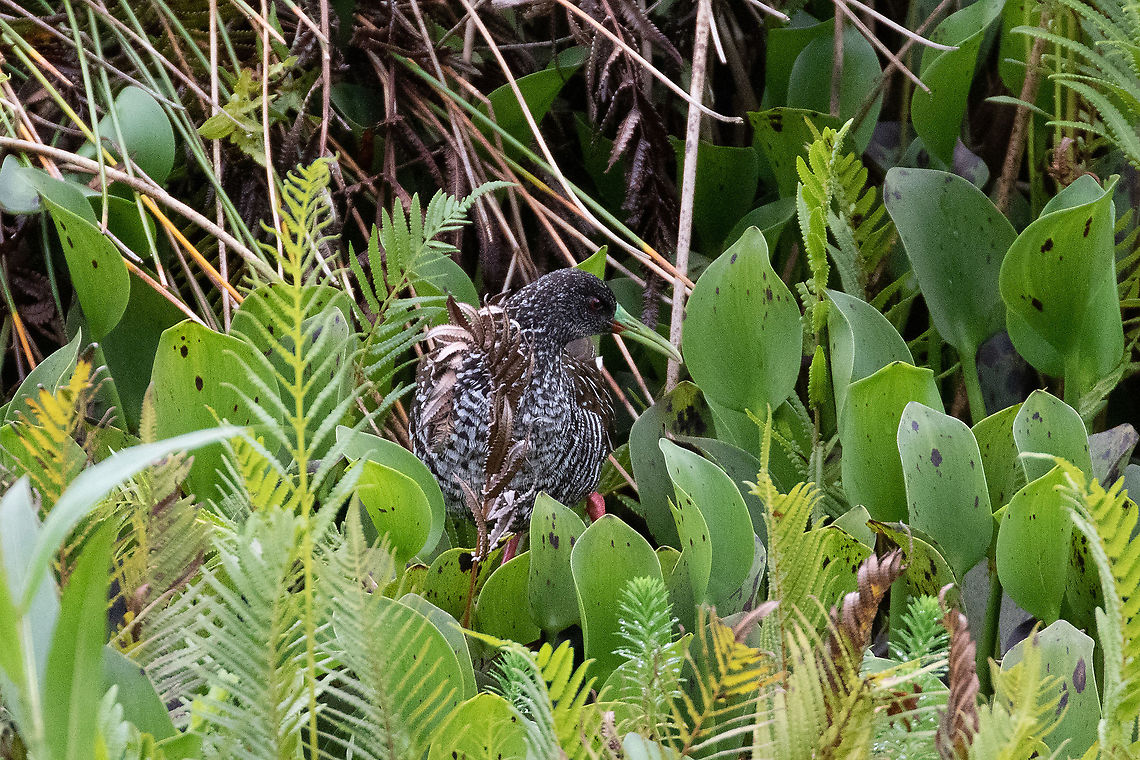 Spotted rail (Pardirallus maculatus) Laguna El Oconal, Villa Rica, Pasco, Peru. Dec 28, 2020 Geotagged,Pardirallus maculatus,Peru,Spotted rail,Summer