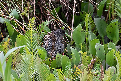 Spotted rail (Pardirallus maculatus) Laguna El Oconal, Villa Rica, Pasco, Peru. Dec 28, 2020 Geotagged,Pardirallus maculatus,Peru,Spotted rail,Summer
