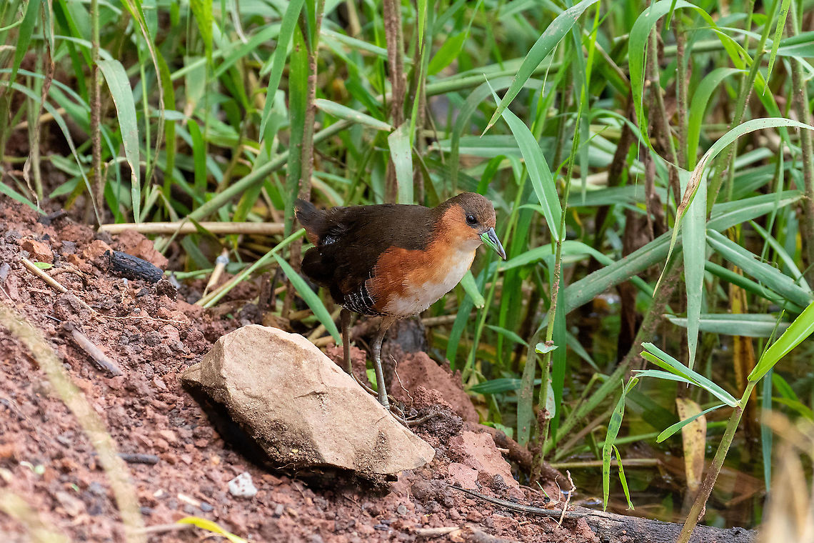 Rufous-sided crake (Laterallus melanophaius) Laguna El Oconal, Villa Rica, Pasco, Peru. Dec 28, 2020 Geotagged,Laterallus melanophaius,Peru,Rufous-sided crake,Summer