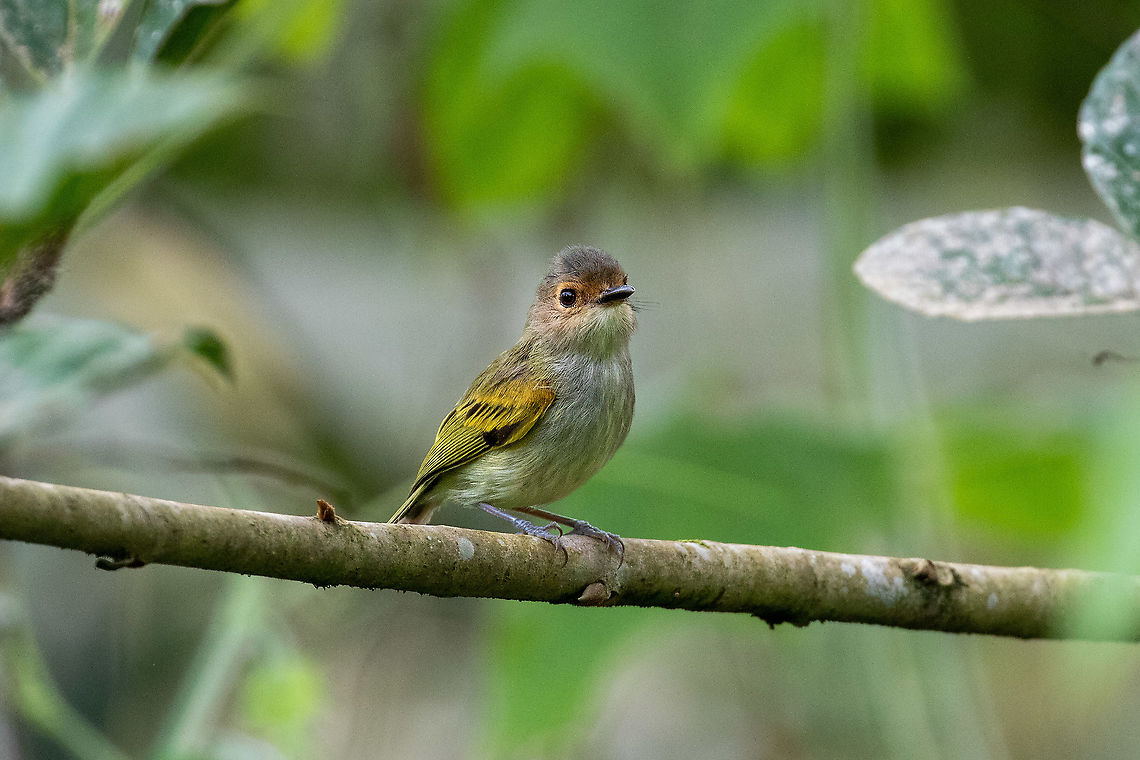 Rusty-fronted Tody-Flycatcher (Poecilotriccus latirostris) Laguna El Oconal, Villa Rica, Pasco, Peru. Dec 28, 2020 Geotagged,Peru,Poecilotriccus latirostris,Rusty-fronted tody-flycatcher,Summer