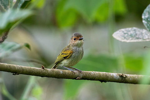 Rusty-fronted Tody-Flycatcher (Poecilotriccus latirostris) Laguna El Oconal, Villa Rica, Pasco, Peru. Dec 28, 2020 Geotagged,Peru,Poecilotriccus latirostris,Rusty-fronted tody-flycatcher,Summer
