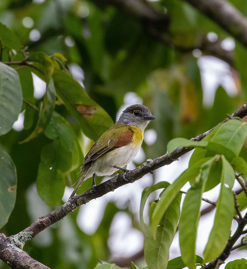 Green-backed becard (Pachyramphus viridis) Laguna El Oconal, Villa Rica, Pasco, Peru. Dec 28, 2020 Geotagged,Green-backed becard,Pachyramphus viridis,Peru,Summer
