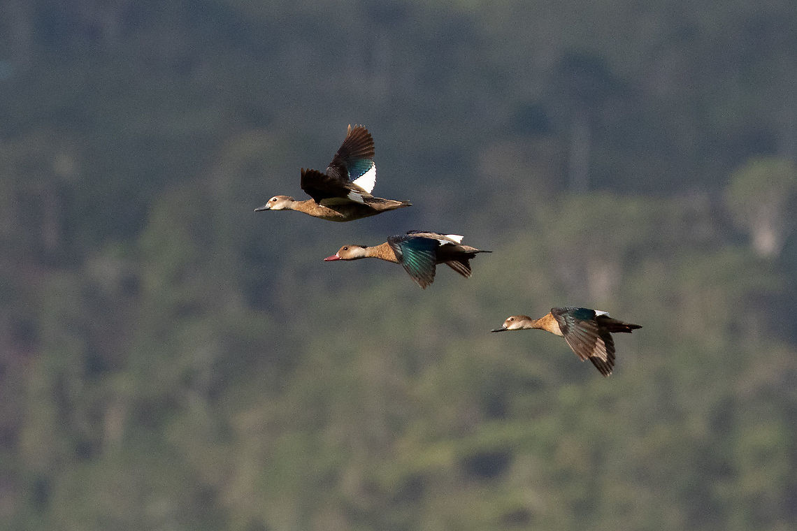 Brazilian teal trio (Amazonetta brasiliensis) Laguna El Oconal, Villa Rica, Pasco, Peru. Dec 29, 2020 Amazonetta brasiliensis,Brazilian teal,Geotagged,Peru,Summer