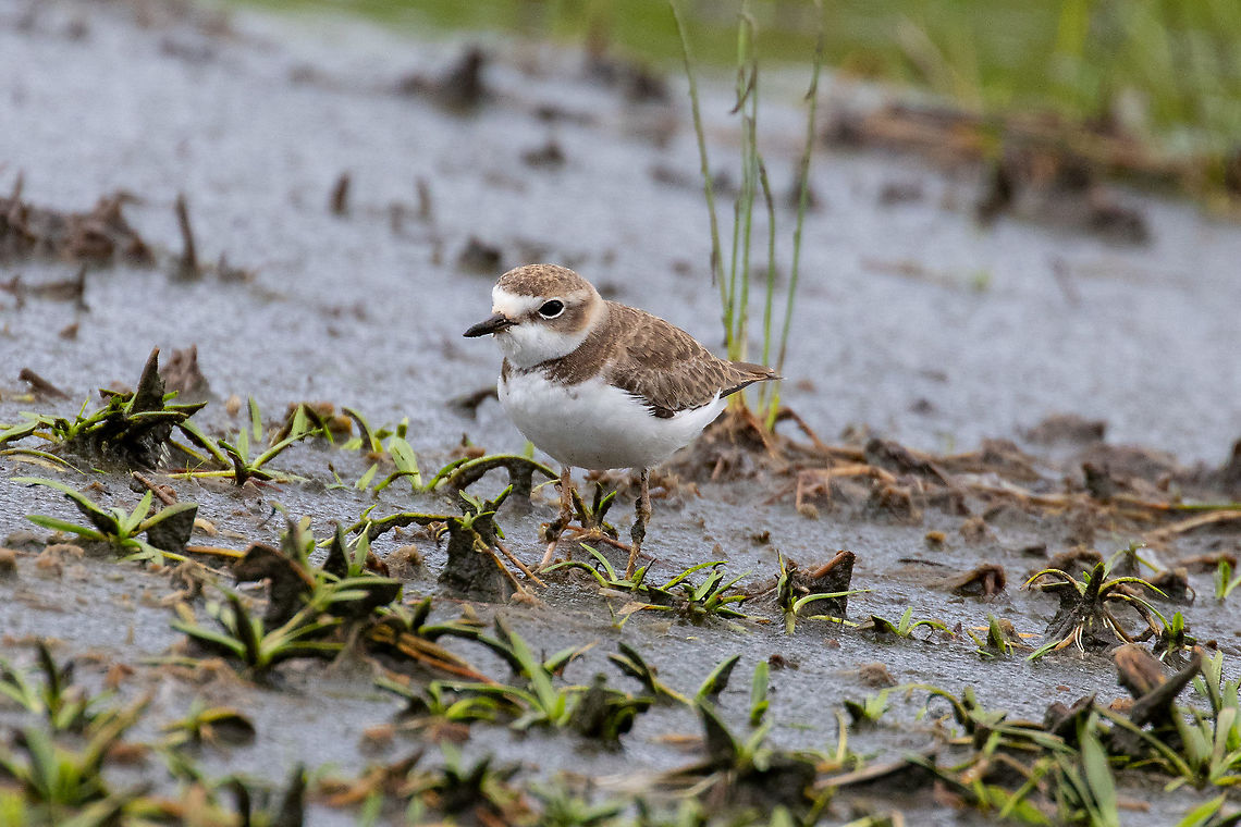 Collared plover (Charadrius collaris) El Oconal, Villa RIca, Pasco, Peru. Dec 29, 2020 Charadrius collaris,Collared plover,Geotagged,Peru,Summer