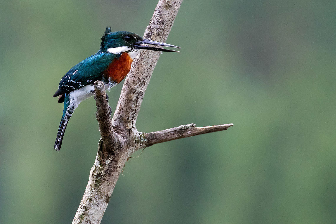 Green Kingfisher (Chloroceryle americana) Laguna El Oconal, Villa Rica, Pasco, Peru. Dec 29, 2020 Chloroceryle americana,Geotagged,Green Kingfisher,Peru,Summer