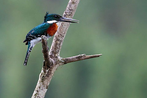 Green Kingfisher (Chloroceryle americana) Laguna El Oconal, Villa Rica, Pasco, Peru. Dec 29, 2020 Chloroceryle americana,Geotagged,Green Kingfisher,Peru,Summer