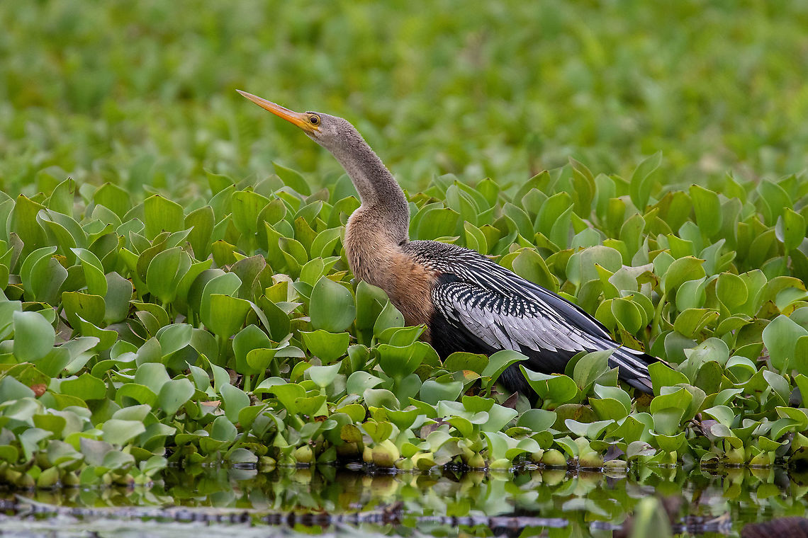 Anhinga (Anhinga anhinga) Laguna El Oconal, Villa Rica, Pasco, Peru. Dec 29, 2020 Anhinga,Anhinga anhinga,Geotagged,Peru,Summer