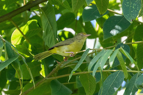 Olivaceous greenlet (Hylophilus olivaceus) Laguna El Oconal, Villa Rica, Pasco, Peru. Dec 29, 2020 Geotagged,Hylophilus olivaceus,Olivaceous greenlet,Peru,Summer