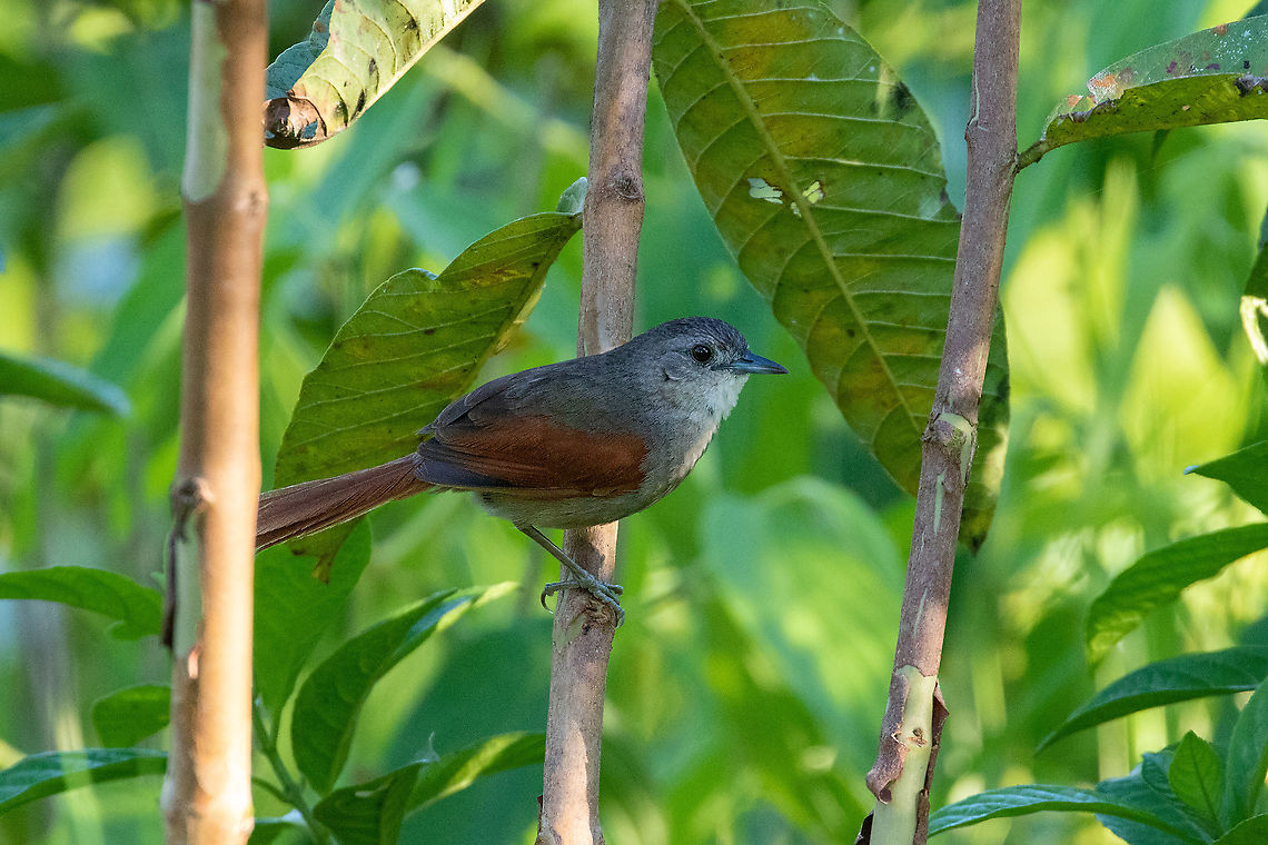 Plain-crowned spinetail (Synallaxis gujanensis) Laguna El Oconal, Villa Rica, Pasco, Peru. Dec 29, 2020 Geotagged,Peru,Plain-crowned spinetail,Summer,Synallaxis gujanensis