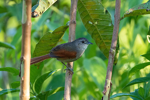 Plain-crowned spinetail (Synallaxis gujanensis) Laguna El Oconal, Villa Rica, Pasco, Peru. Dec 29, 2020 Geotagged,Peru,Plain-crowned spinetail,Summer,Synallaxis gujanensis