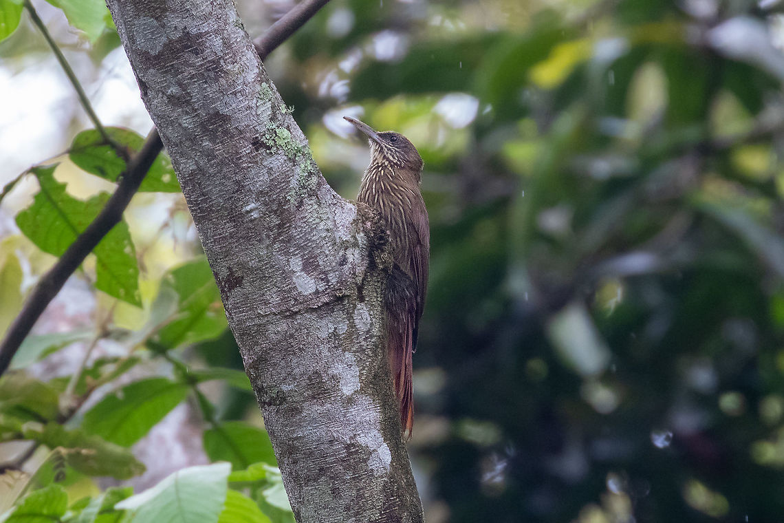 Inambari woodcreeper (Lepidocolaptes fatimalimae) Hacienda Armorique, La Merced, Junin, Peru. Dec 31, 2021 Geotagged,Inambari woodcreeper,Lepidocolaptes fatimalimae,Peru,Summer