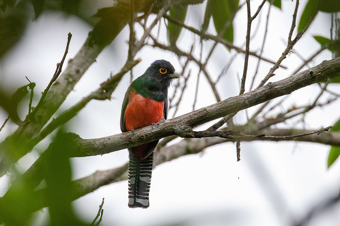 Blue-crowned Trogon (Trogon curucui) Hacienda Armorique, La Merced, Junin, Peru. Dec 31, 2021 Blue-crowned Trogon,Geotagged,Peru,Summer,Trogon curucui