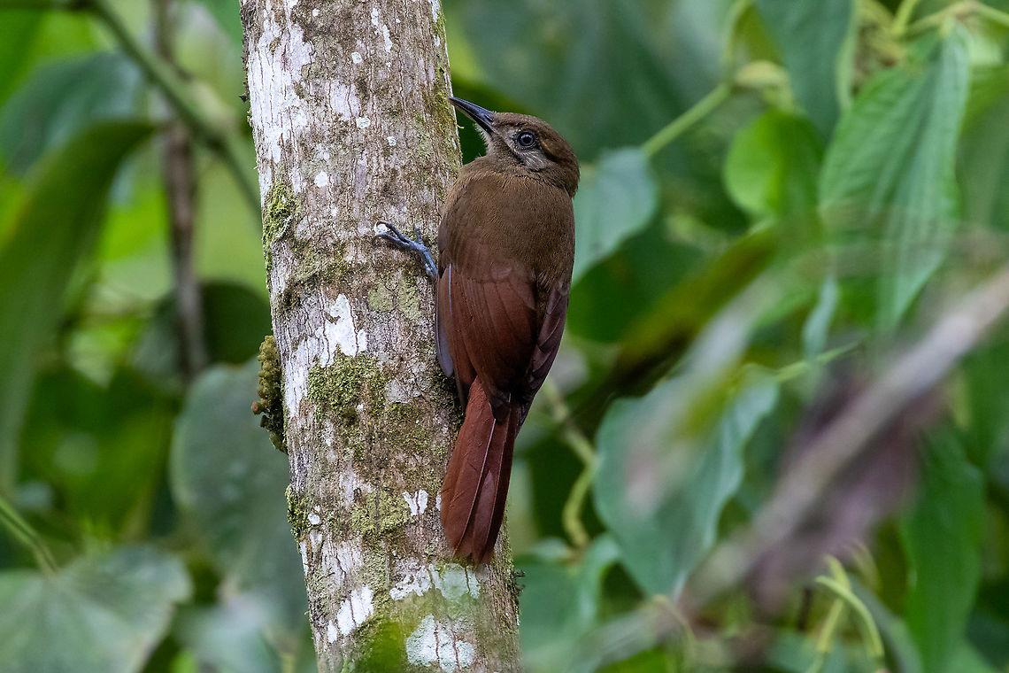 Plain-brown woodcreeper (Dendrocincla fuliginosa) Hacienda Armorique, La Merced, Junin, Peru. Dec 31, 2020 Dendrocincla fuliginosa,Geotagged,Peru,Plain-brown woodcreeper,Summer