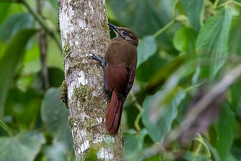 Plain-brown woodcreeper (Dendrocincla fuliginosa) Hacienda Armorique, La Merced, Junin, Peru. Dec 31, 2020 Dendrocincla fuliginosa,Geotagged,Peru,Plain-brown woodcreeper,Summer