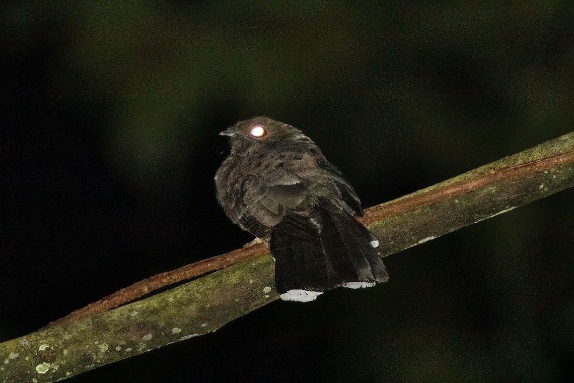 Ocellated poorwill (Nyctiphrynus ocellatus) Hacienda Armorique, La Merced, Junin, Peru. Dec 31, 2020 Geotagged,Nyctiphrynus ocellatus,Ocellated poorwill,Peru,Summer