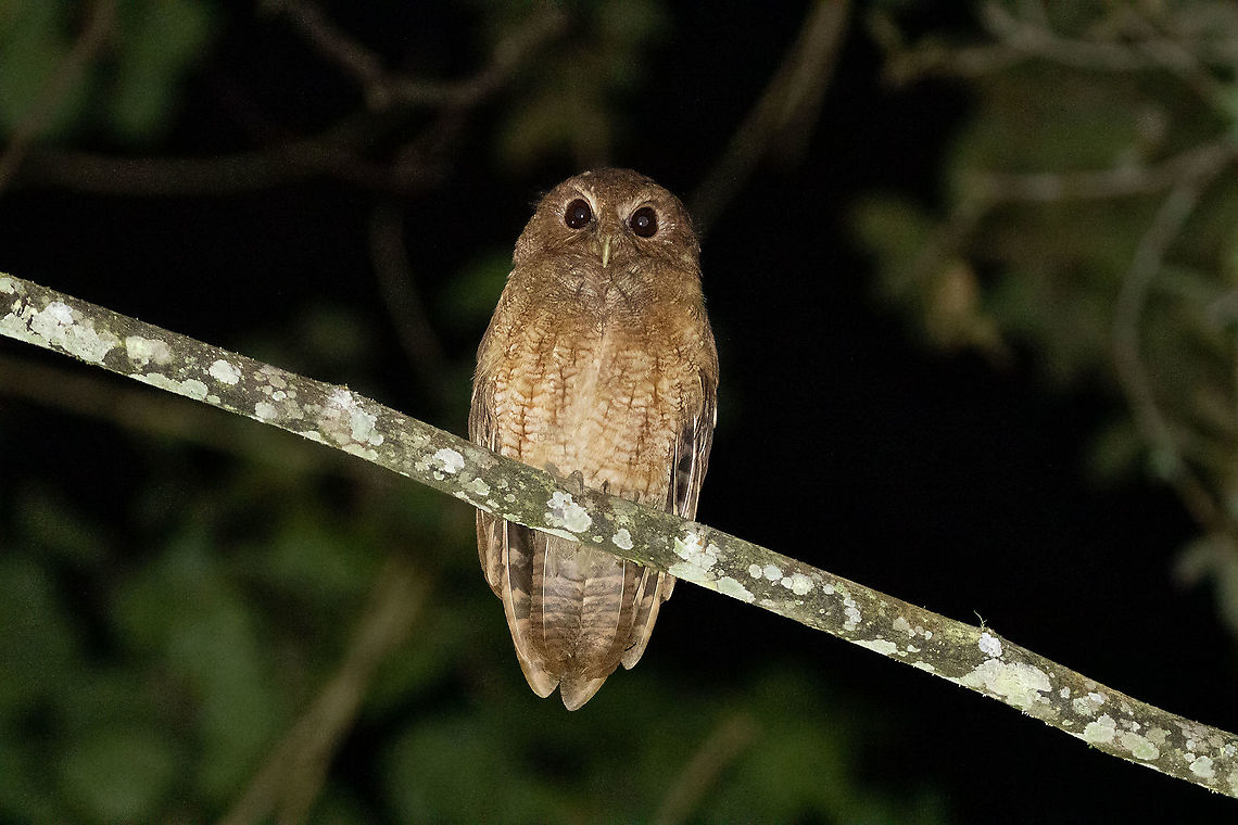 Rufescent screech owl (Megascops ingens) Hacienda Armorique, La Merced, Junin, Peru. Dec 31, 2020 Geotagged,Megascops ingens,Peru,Rufescent screech owl,Summer
