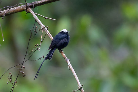 Long-tailed tyrant (Colonia colonus) Hacienda Armorique, La Merced, Junin, Peru. Dec 31, 2020 Colonia colonus,Geotagged,Long-tailed tyrant,Peru,Summer
