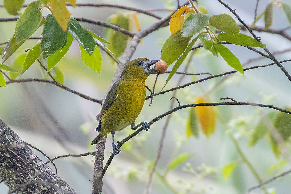 Golden-bellied Euphonia (Euphonia chrysopasta), male Hacienda Armorique, La Merced, Junin, Peru.  Jan 1, 2021 Euphonia chrysopasta,Geotagged,Golden-bellied Euphonia,Peru,Summer