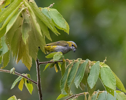 Golden-bellied Euphonia (Euphonia chrysopasta), female Hacienda Armorique, La Merced, Junin, Peru.  Jan 1, 2021 Euphonia chrysopasta,Geotagged,Golden-bellied Euphonia,Peru,Summer