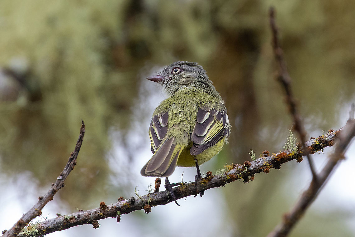 Red-billed tyrannulet (Zimmerius cinereicapilla) Hacienda Armorique, La Merced, Junin, Peru. Jan 1, 2021 Geotagged,Peru,Red-billed tyrannulet,Summer,Zimmerius cinereicapilla
