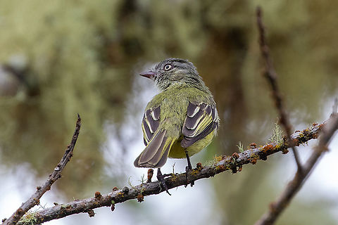 Red-billed tyrannulet (Zimmerius cinereicapilla) Hacienda Armorique, La Merced, Junin, Peru. Jan 1, 2021 Geotagged,Peru,Red-billed tyrannulet,Summer,Zimmerius cinereicapilla
