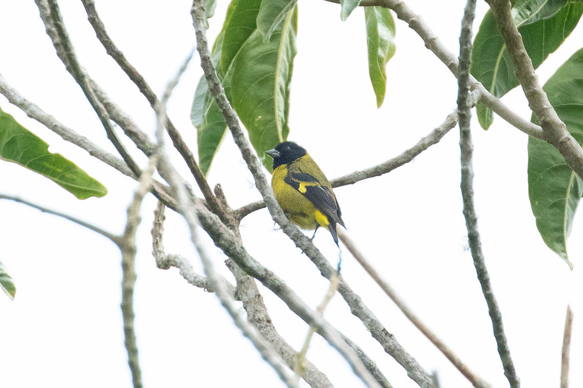 Olivaceous siskin (Spinus olivaceus) Hacienda Armorique, La Merced, Junin, Peru. Jan 1, 2021 Geotagged,Olivaceous siskin,Peru,Spinus olivaceus,Summer