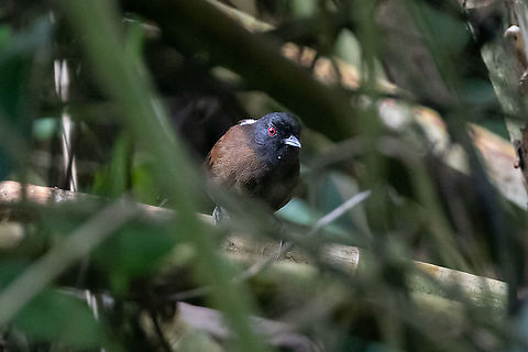 White-backed fire-eye (Pyriglena leuconota) Hacienda Armorique, La Merced, Junin, Peru. Jan 1, 2021 Geotagged,Peru,Pyriglena leuconota,Pyriglena maura,Summer,Western fire-eye