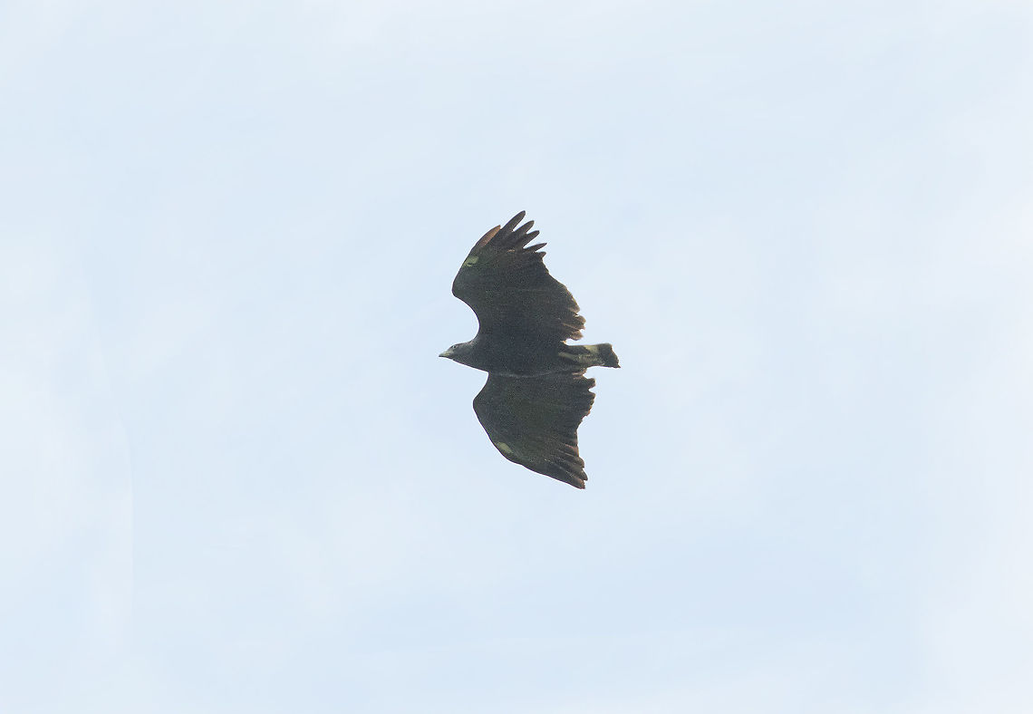 Solitary eagle (Buteogallus solitarius) Hacienda Armorique, La Merced, Junin, Peru. Jan 1, 2021 Buteogallus solitarius,Geotagged,Peru,Solitary eagle,Summer