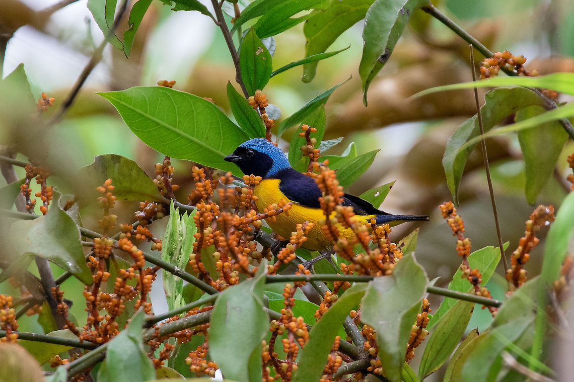 Golden-rumped euphonia (Euphonia cyanocephala) Hacienda Armorique, La Merced, Junin, Peru. Jan 1, 2021 Euphonia cyanocephala,Geotagged,Golden-rumped euphonia,Peru,Summer