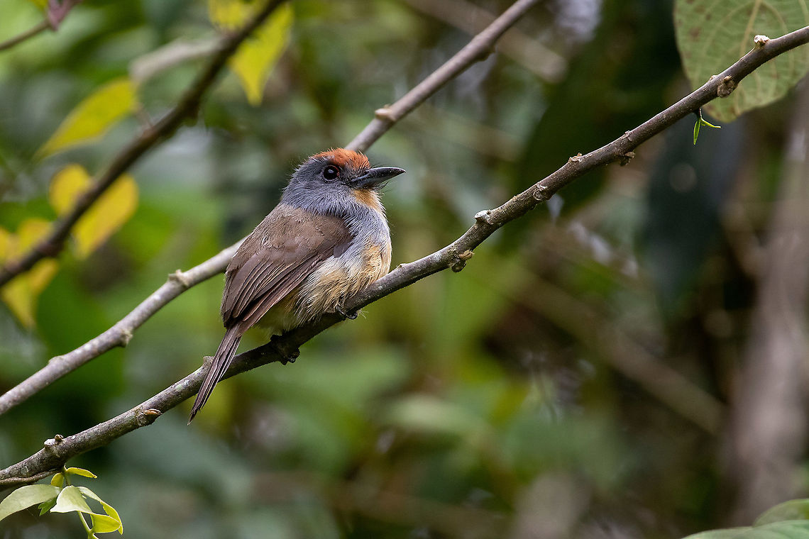 Rufous-capped nunlet (Nonnula ruficapilla) Hacienda Armorique, La Merced, Junin, Peru. Jan 1, 2021 Geotagged,Nonnula ruficapilla,Peru,Rufous-capped nunlet,Summer