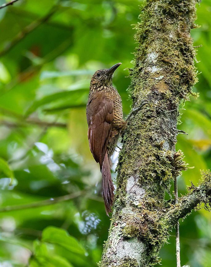 Black-banded woodcreeper (Dendrocolaptes picumnus) Hacienda Armorique, La Merced, Junin, Peru. Jan 2, 2021 Black-banded woodcreeper,Dendrocolaptes picumnus,Geotagged,Peru,Summer