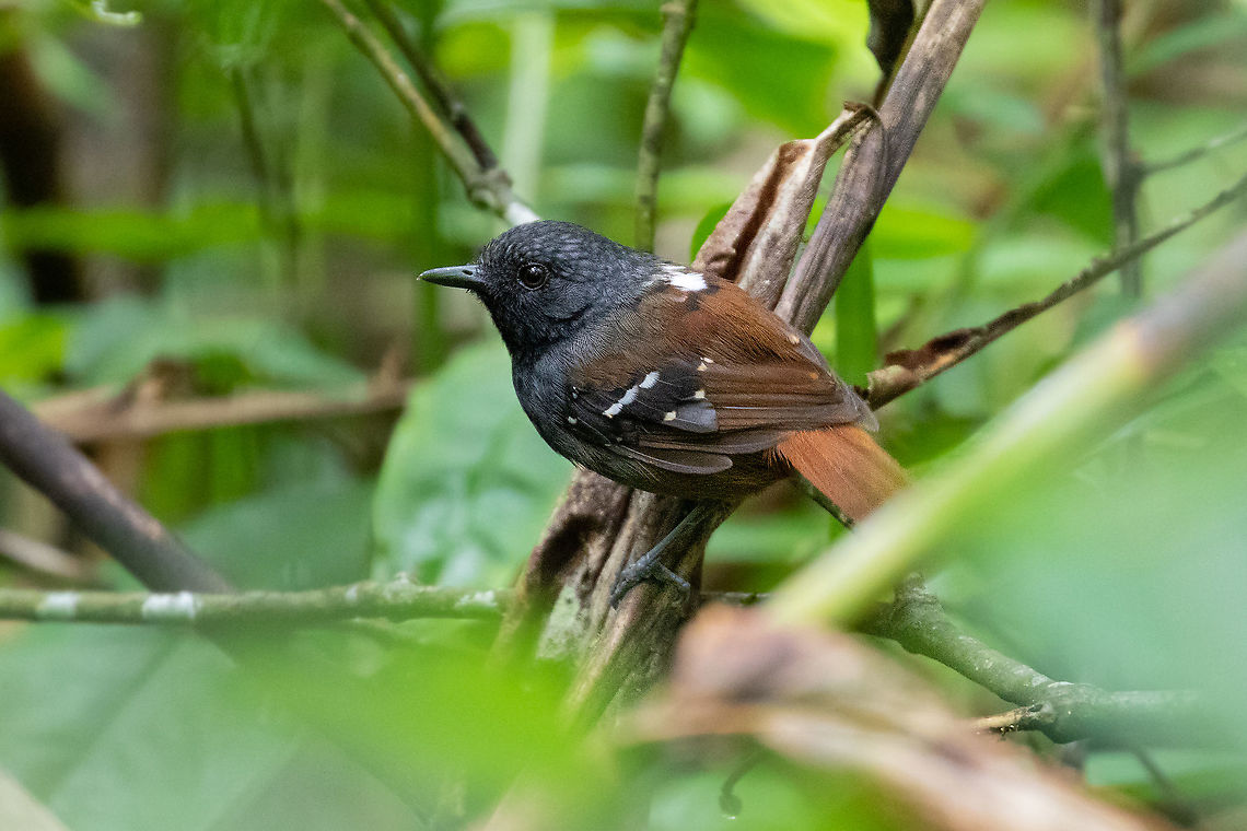 Chestnut-tailed Antbird (Sciaphylax hemimelaena) Hacienda Armorique, La Merced, Junin, Peru. Jan 2, 2021 Geotagged,Peru,Sciaphylax hemimelaena,Southern chestnut-tailed antbird,Summer
