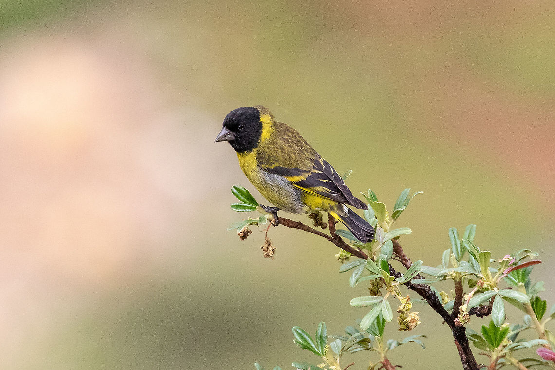 Thick-billed siskin (Spinus crassirostris) La Quinua, Pasco, Peru. Jan 3, 2021 Geotagged,Peru,Spinus crassirostris,Summer,Thick-billed siskin