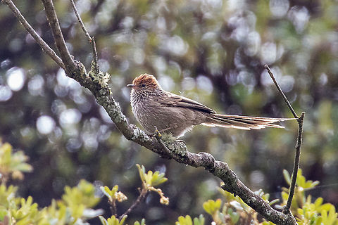 Rusty-crowned tit-spinetail (Leptasthenura pileata) La Quinua, Pasco, Peru. Jan 3, 2021 Geotagged,Leptasthenura pileata,Peru,Rusty-crowned tit-spinetail,Summer