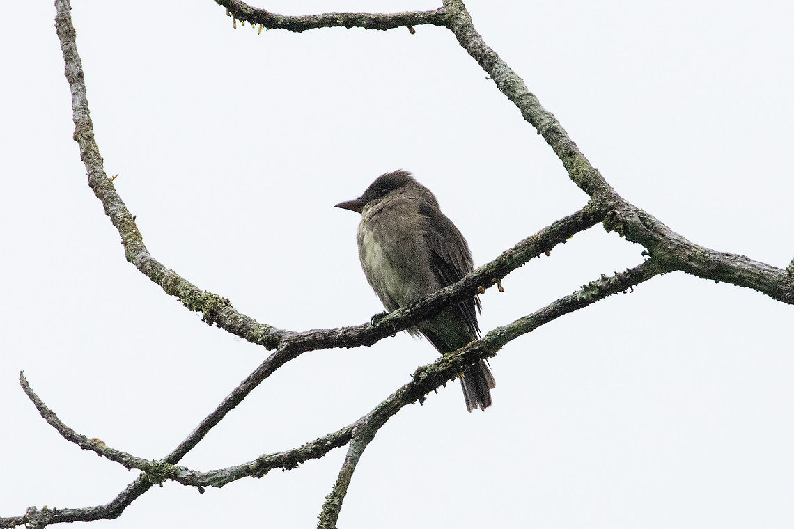 Olive-sided flycatcher (Contopus cooperi) Catarata Santa Carmen, Tingo Mar&iacute;a, Hu&aacute;nuco, Peru. Jan 6, 2021 Contopus cooperi,Geotagged,Olive-sided flycatcher,Peru,Summer